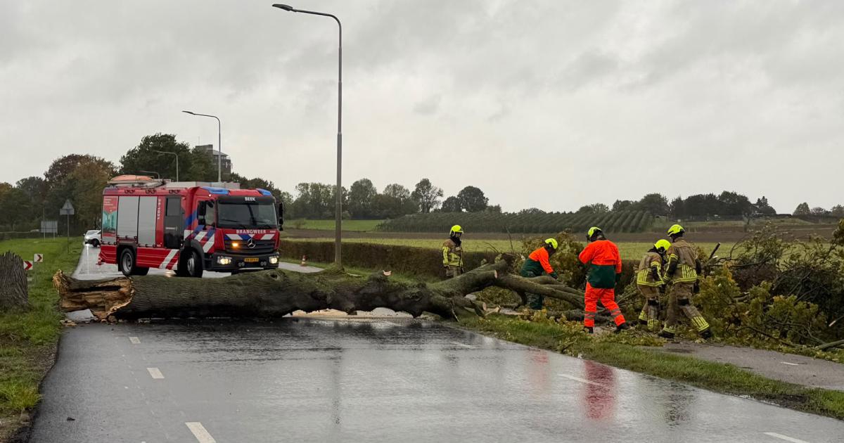 Omgevallen boom blokkeert Provincialeweg in Schimmert