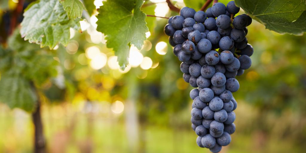 Bezwaren tegen uitbreiding wijngoed De Vrakelberg