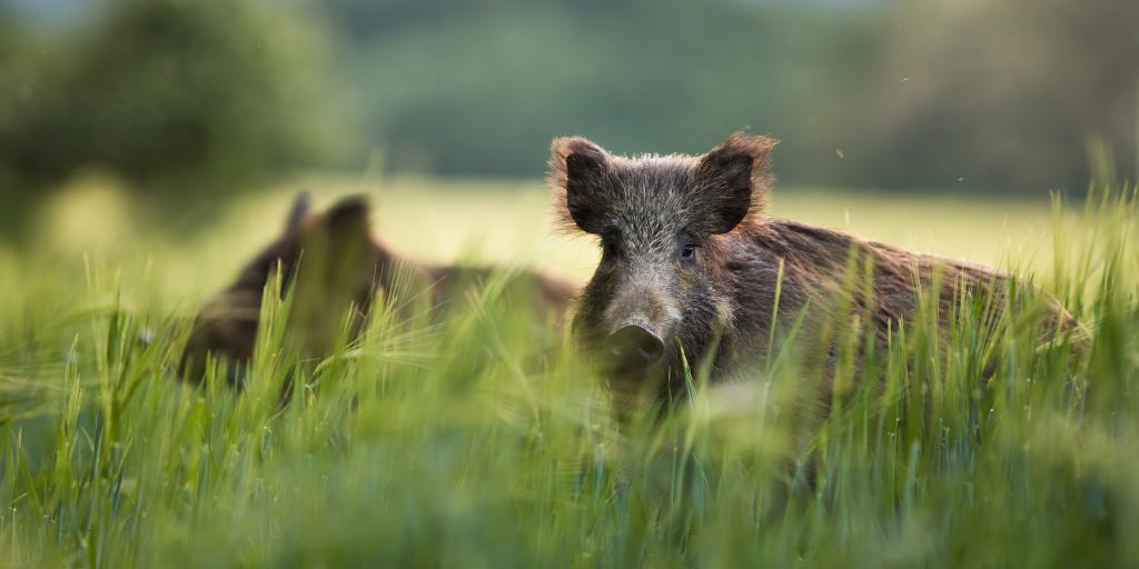 Wilde zwijnen Wijnandsrade: 'Afschieten is een optie'