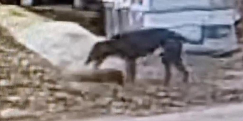 Agressieve hond verscheurt ree in Hulsberg