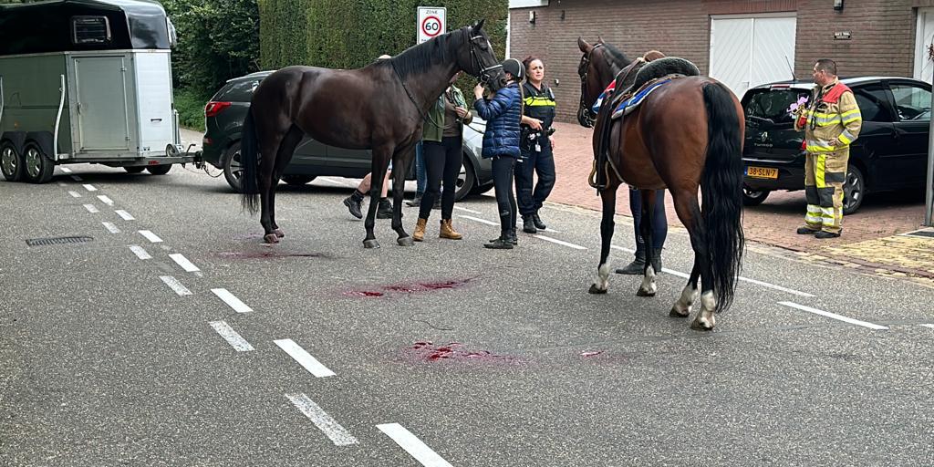 Paard gewond na aanrijding met auto