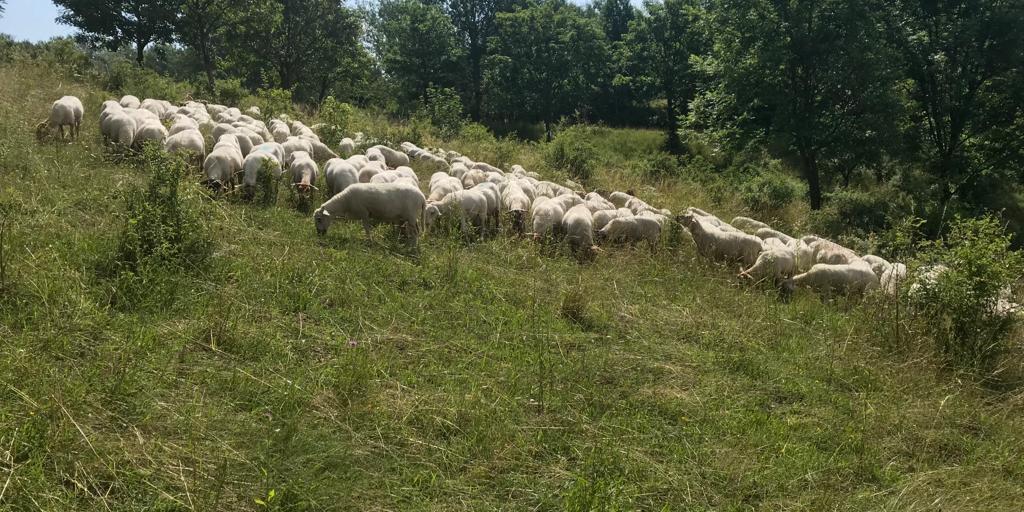 Schaapskudde Thull keihard getroffen door blauwtongvirus: acht schapen dood