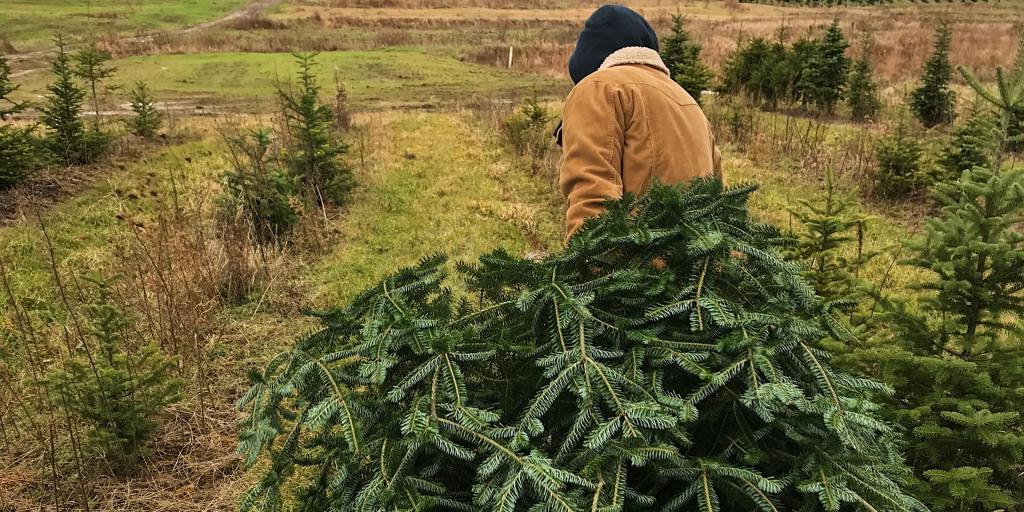 Grote belangstelling voor kerstboom van de Brunssummerheide