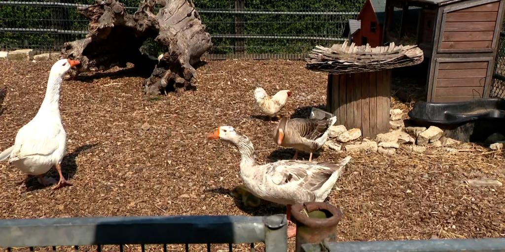 VIDEO: Dierenliefde en regels botsen in Bocholtz