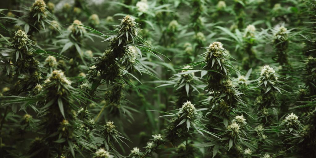 Politie ontdekt grote hennepkwekerij in bedrijfspand