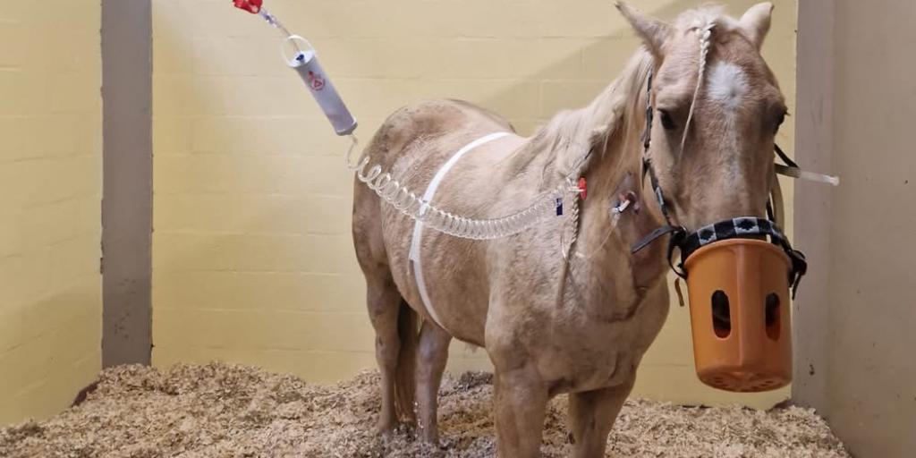 Crowdfunding bij dierenpark Nierhoven vanwege zieke paarden