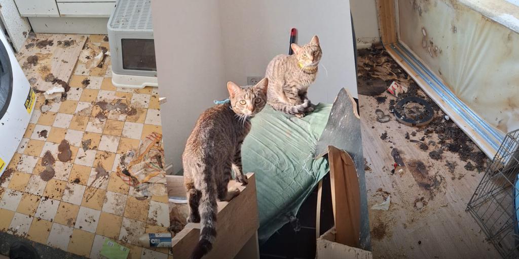 Politie grijpt in bij vervuilde woning: 24 katten en konijn gered