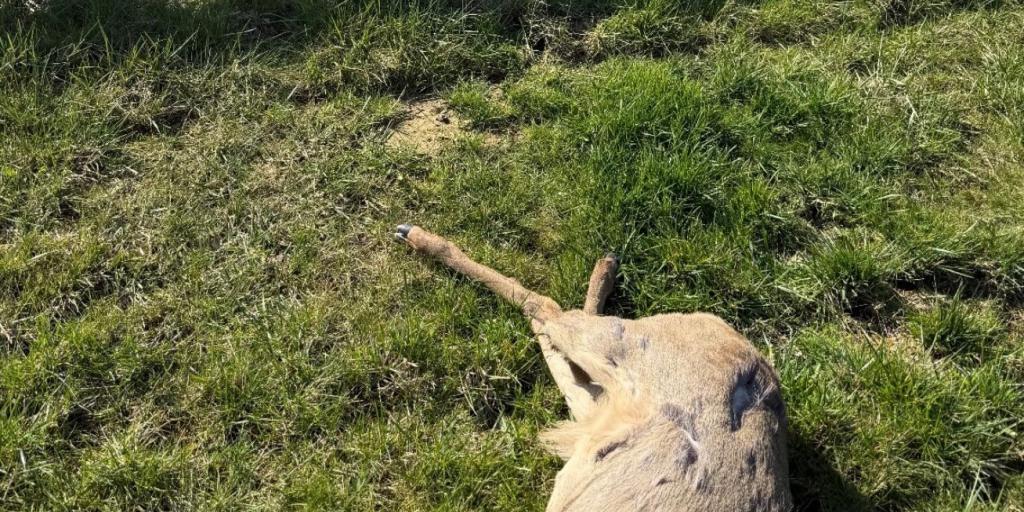 Aanrijding met wild op Buitenring N300