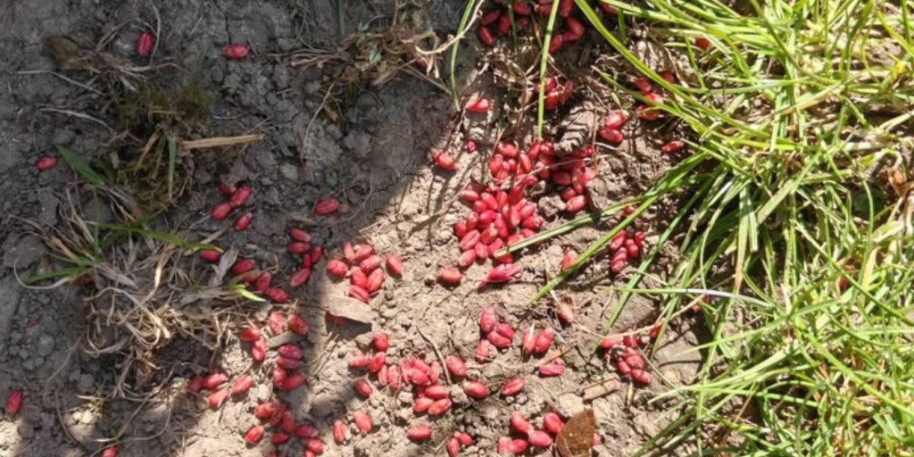 Lokaas voor muizen en ratten op straat aangetroffen in Simpelveld
