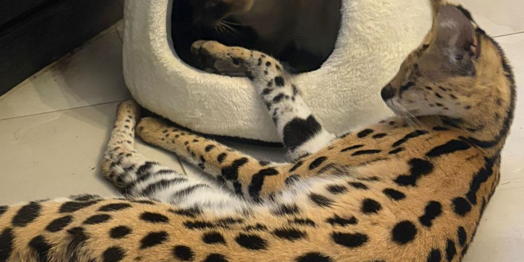 Ontsnapte serval nog steeds niet gevangen