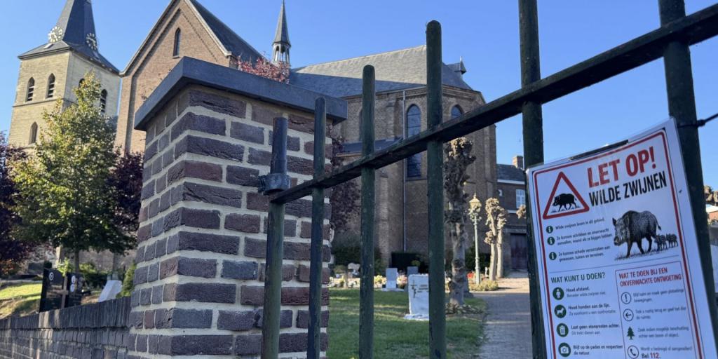 Wilde zwijnen vernielen graven in Schinnen